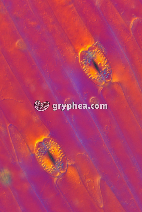 Stomates de feuille de Tulipe x100 - gryphea.org